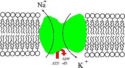 pompa ATPase