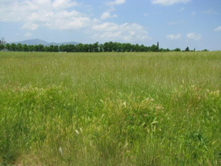 Campo di grano di San Galgano (SI)