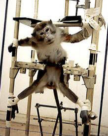 torture ad una scimmietta